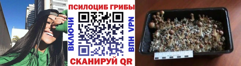 купить наркотик  Одинцово  блэк спрут зеркало  Псилоцибиновые грибы MAGIC MUSHROOMS 